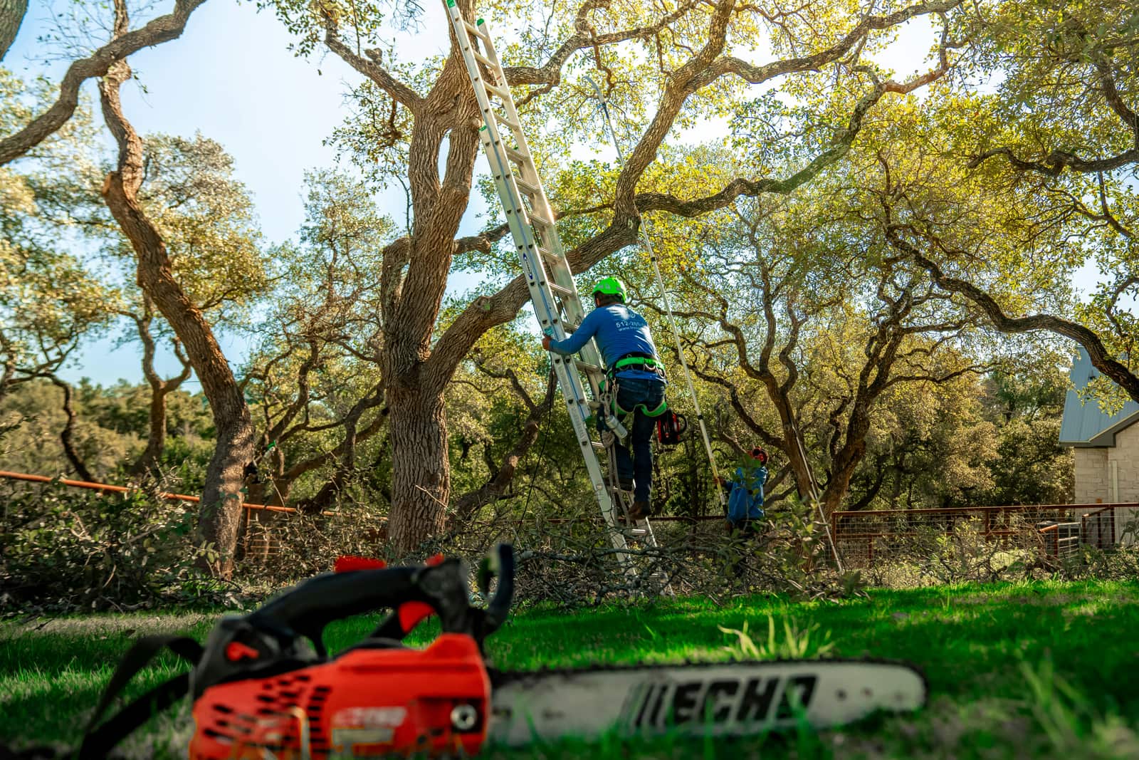 Lawn maintenance and care