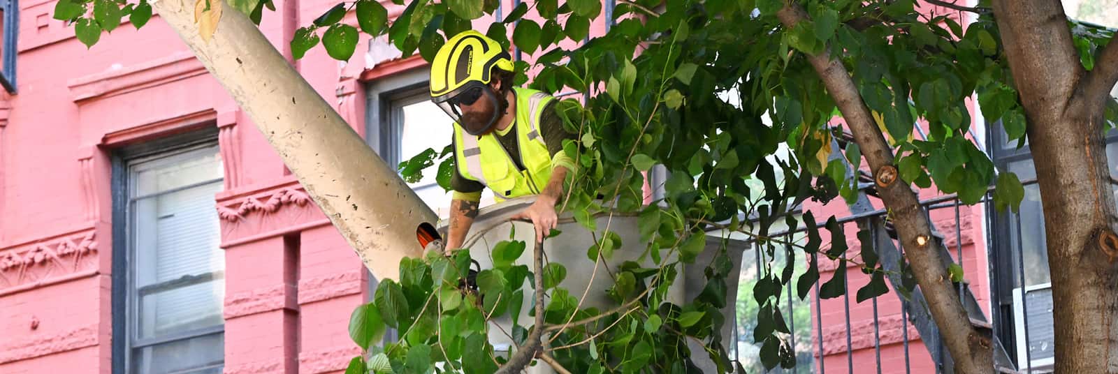 Tree planting service