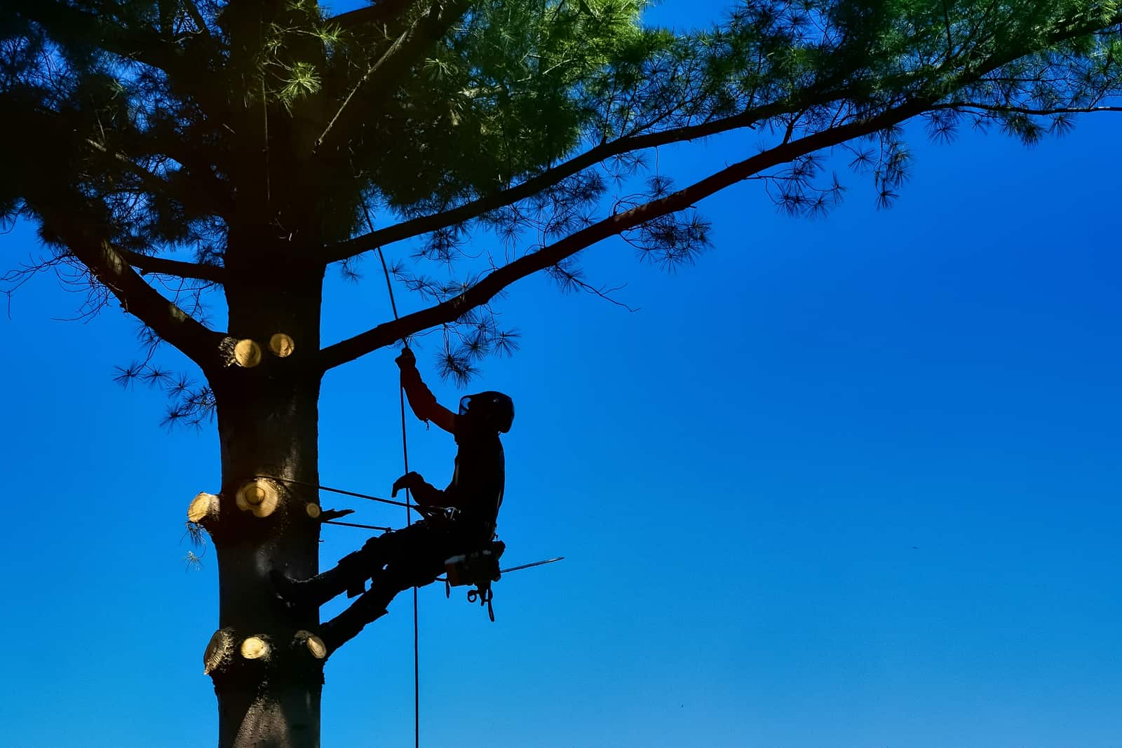 Tree removal service — Charlotte NC
