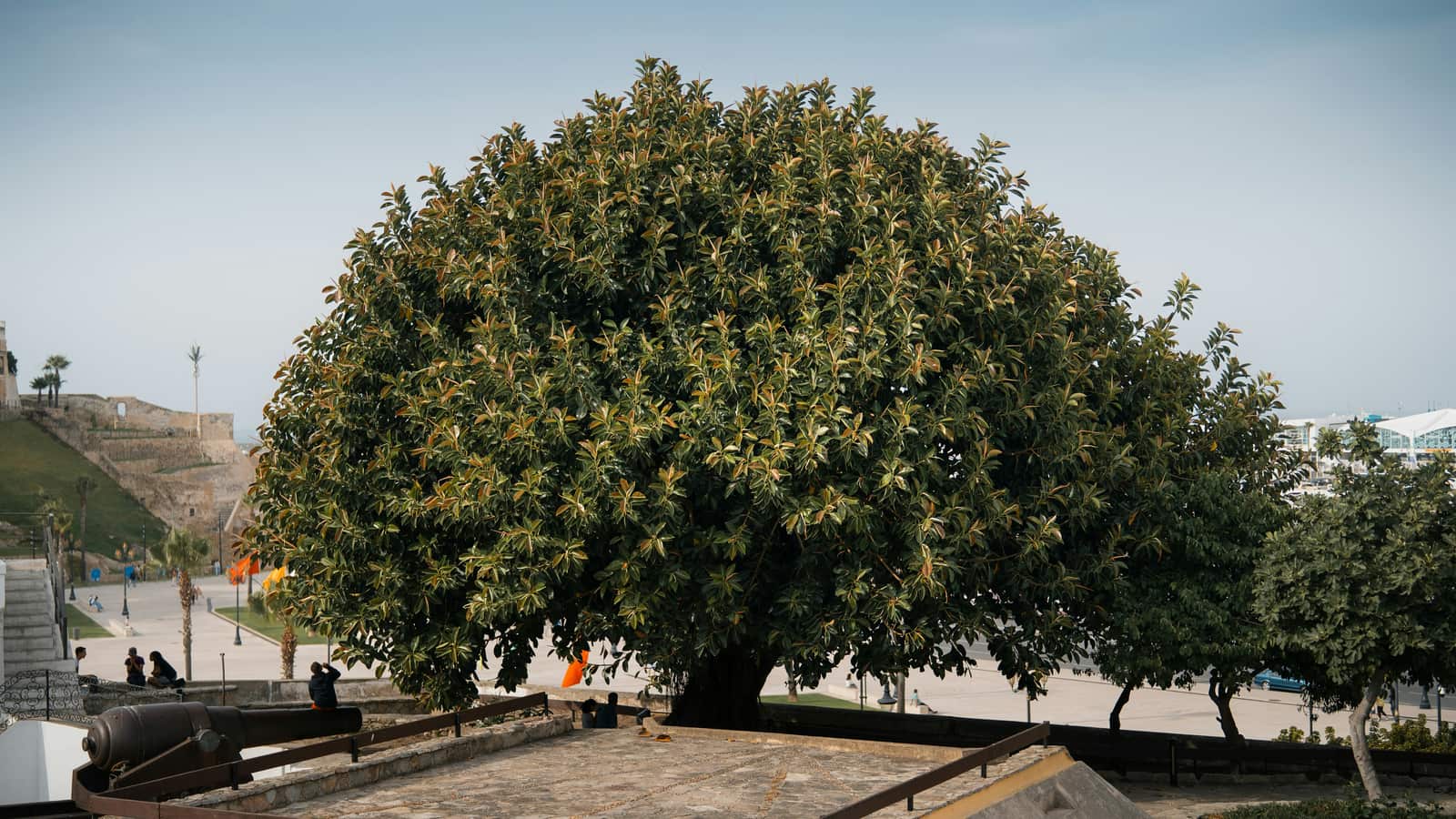 Tree risk assessment by certified arborists